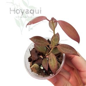 Hoya sp. NS12-323 Microdwarf