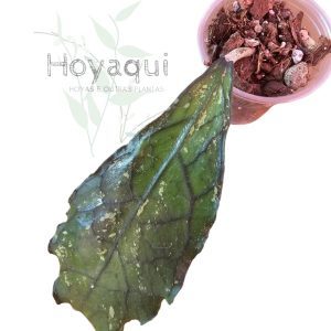 Hoya clemensiorum splash