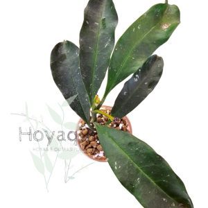 Hoya occultata RED