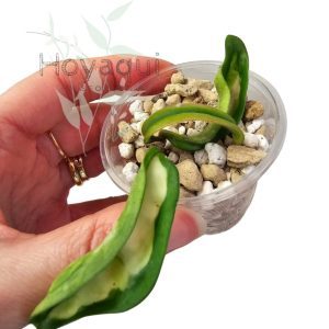 Hoya Krinkle 8 (Inner Variegated)