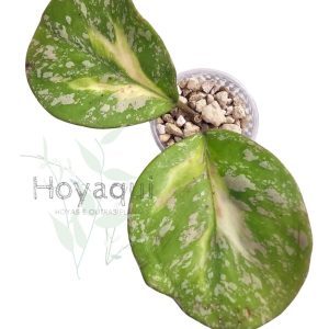 Hoya obovata (inner variegata) SPLASH
