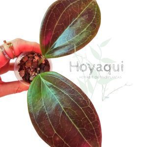 Hoya pentaphlebia