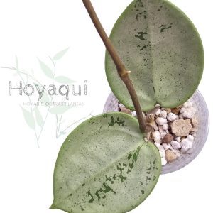 Hoya verticillata ‘Silver Heart’