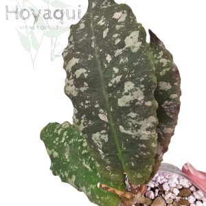 Hoya undulata RED Indonesia