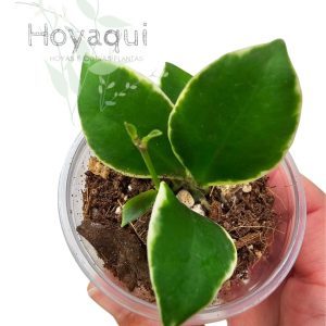 Hoya heuschkeliana outer var