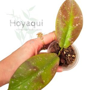 Hoya mitrata splash
