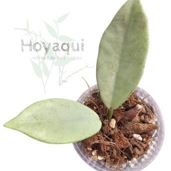 Hoya ‘Wilbur Graves Silver’