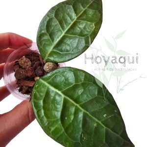 Hoya verticillata ‘Lampung’