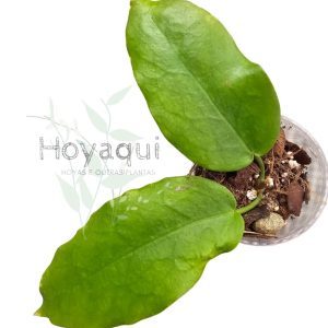 Hoya macgillivrayi