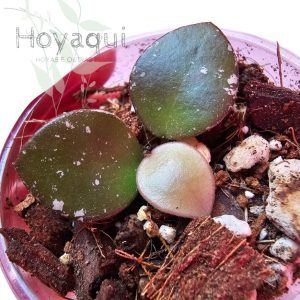 Hoya NOID small round leaf