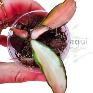 Hoya lacunosa ‘Souma’