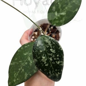 verticillata Tanggamus