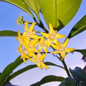Hoya occultata (yellow)