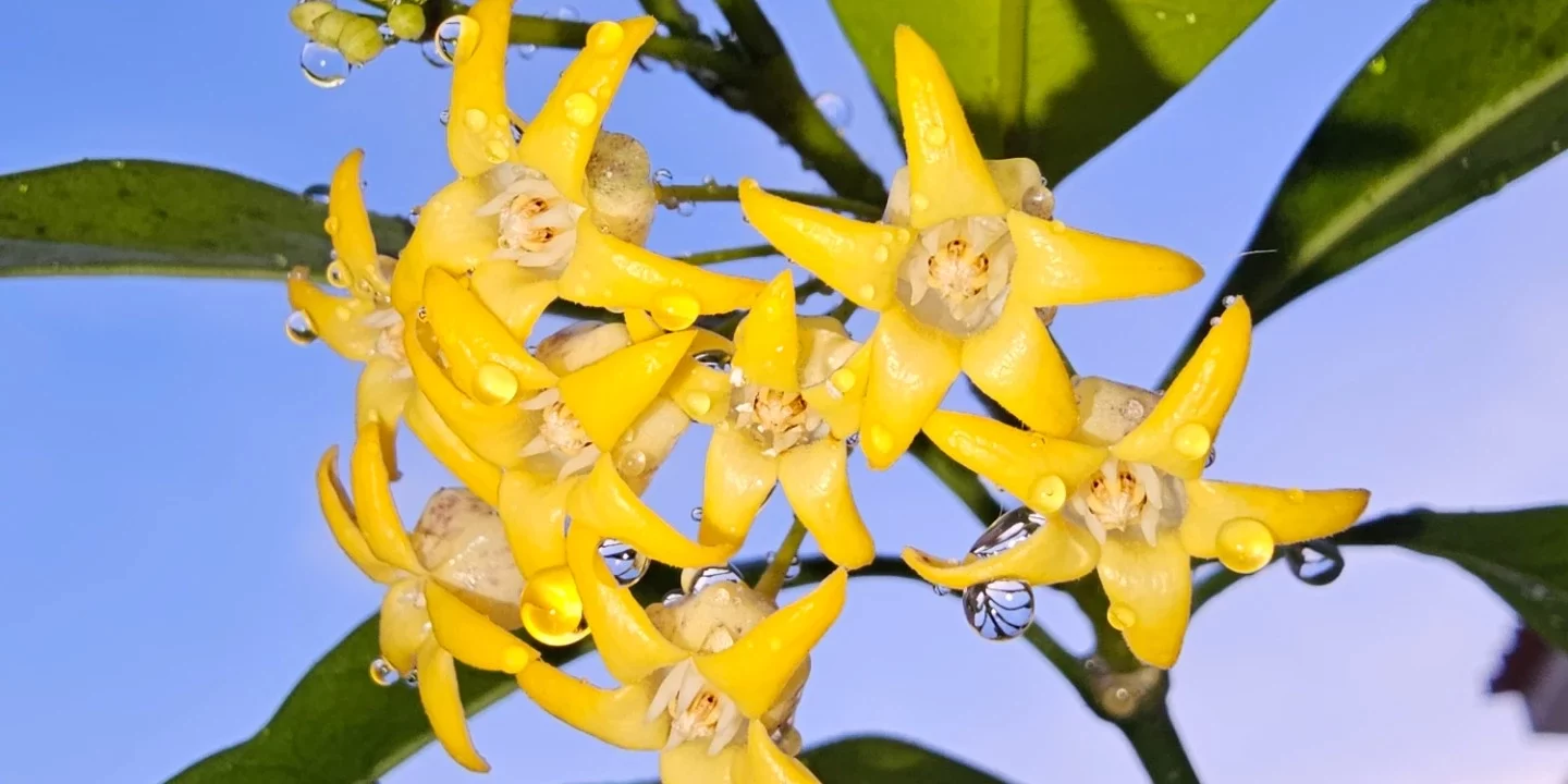 Hoya occultata (yellow)