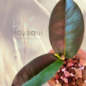 Hoya bruno queen